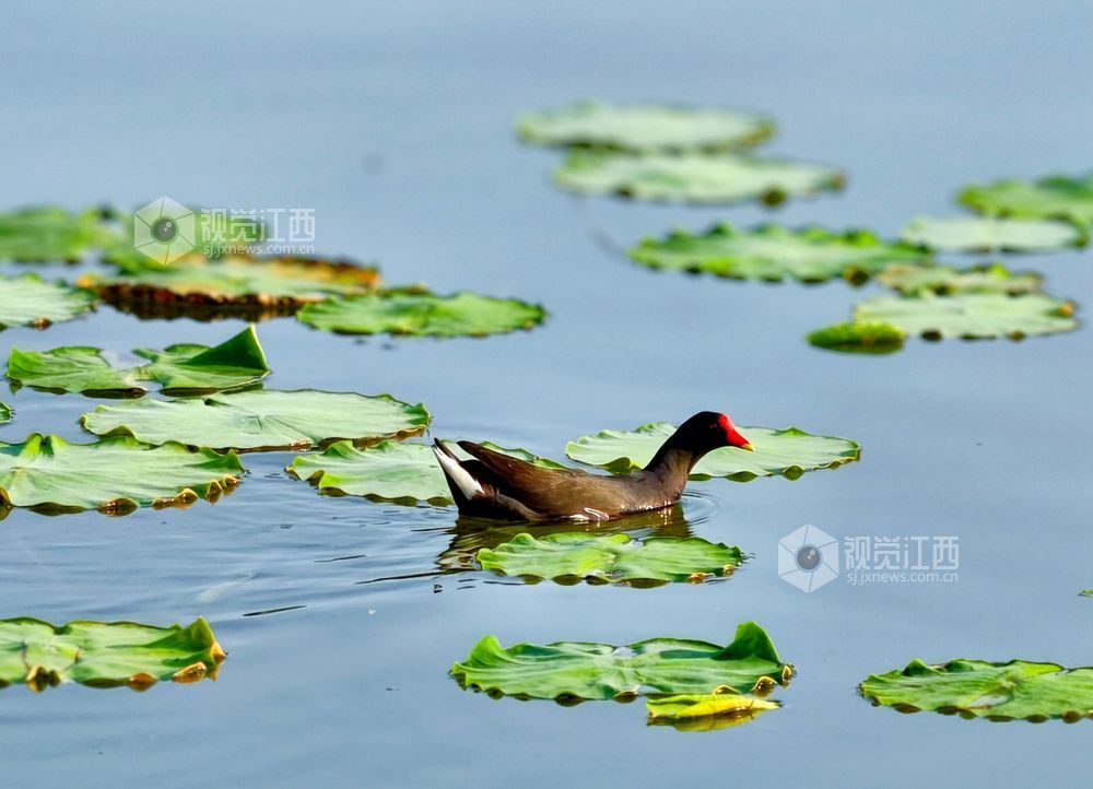 江西分宜：初夏至 睡莲开（图）