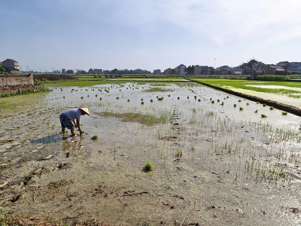 饶埠镇桥南村，一位村民在田上插秧。