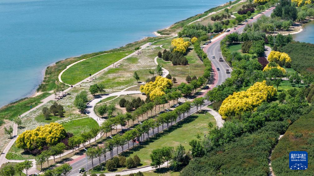 这是5月7日拍摄的石家庄市滹沱河生态区（城区段）初夏美景（无人机照片）。