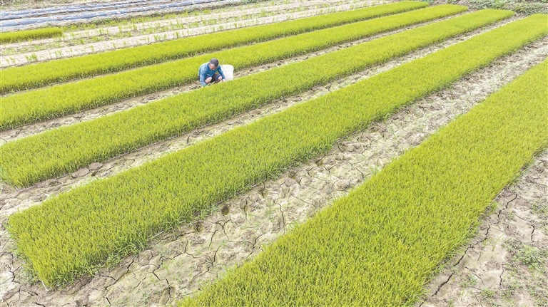 新余渝水区：农事忙（图）