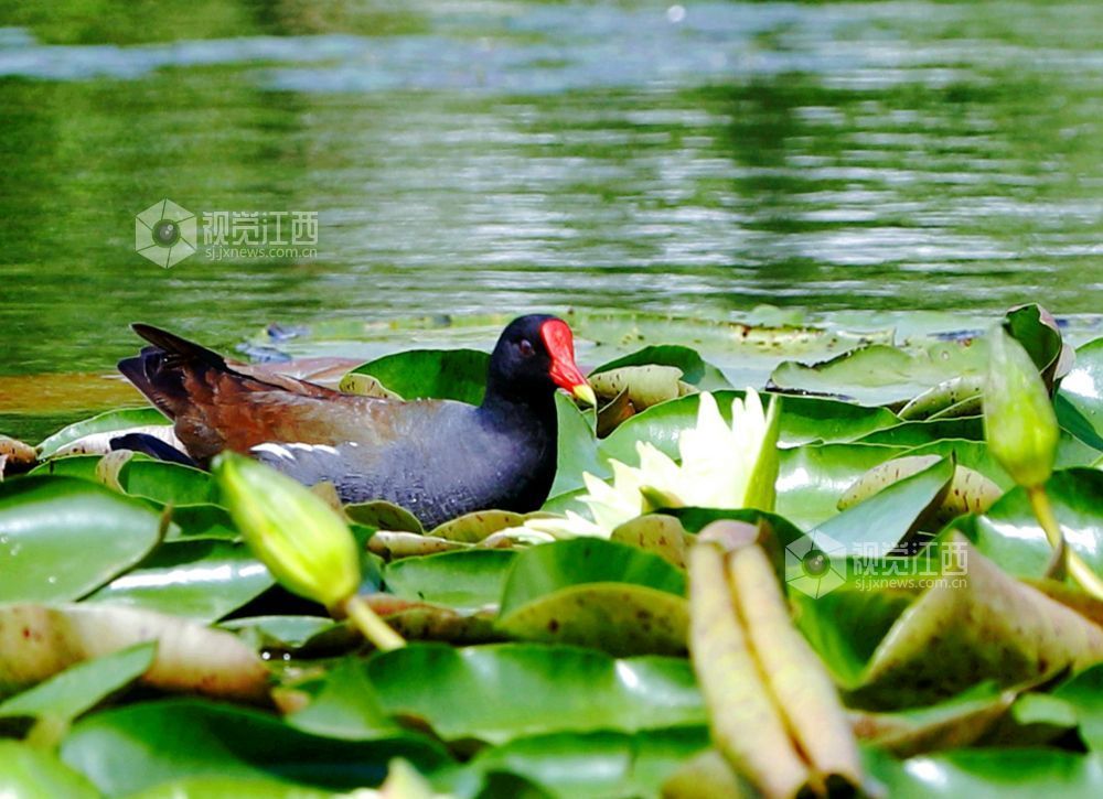 江西分宜：初夏至 睡莲开（图）