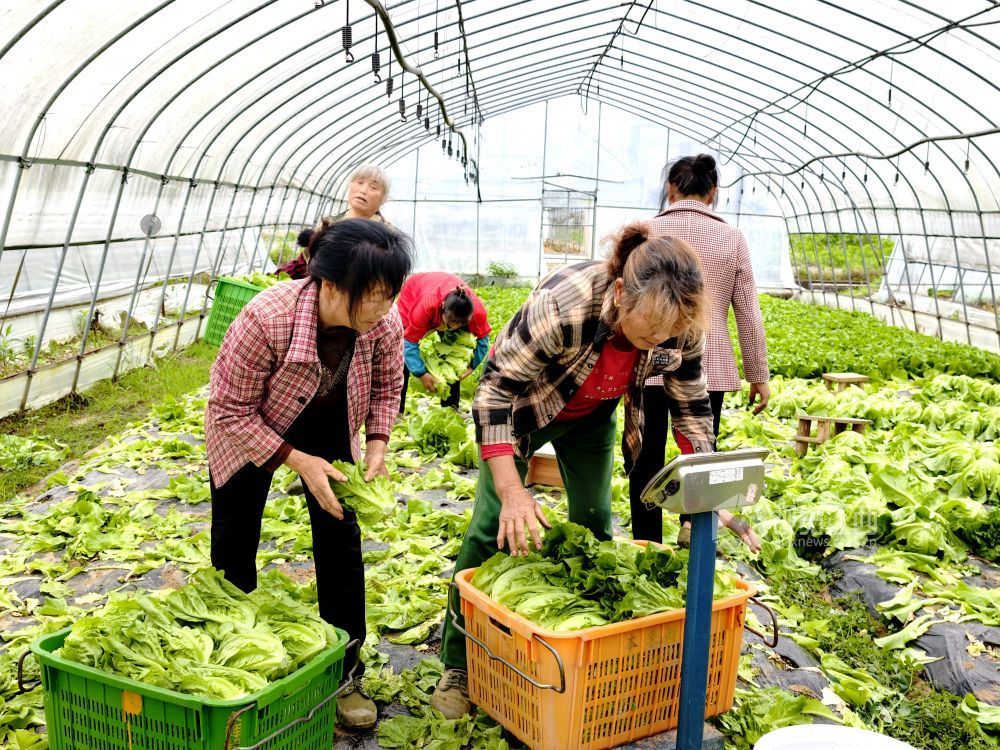 江西分宜：大棚蔬菜采收忙（图）