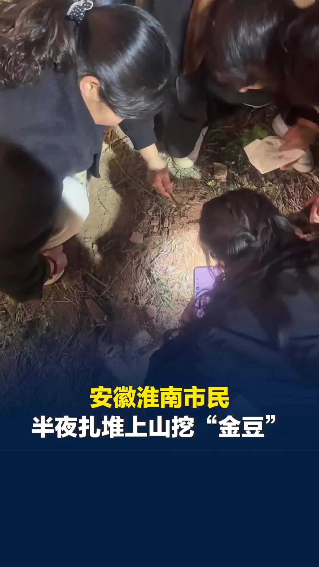安徽淮南市民扎堆上山挖“金豆”：每年农历三月十五都有，参与者：实则为虫卵