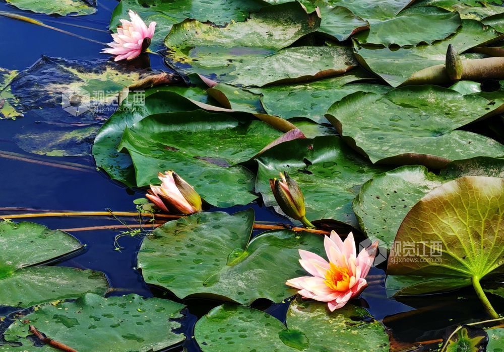 江西分宜：初夏至 睡莲开（图）