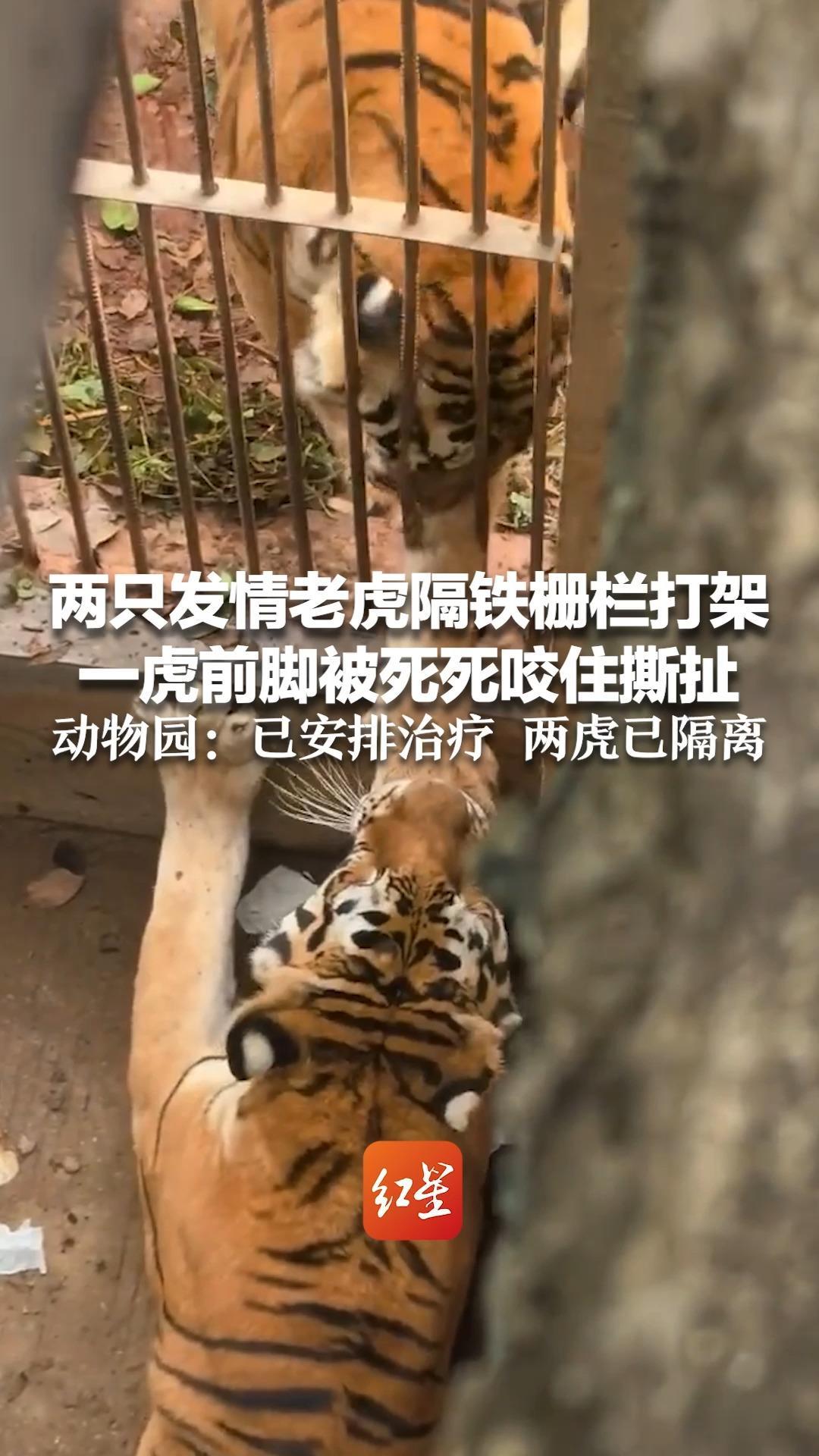 两只发情老虎隔铁栅栏打架 一虎前脚被死死咬住撕扯 受害虎痛得哀嚎不止 动物园：已安排治疗 两虎已隔离