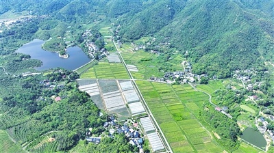 江西萍乡：辣椒大棚连成片，村民增收笑开颜（图）