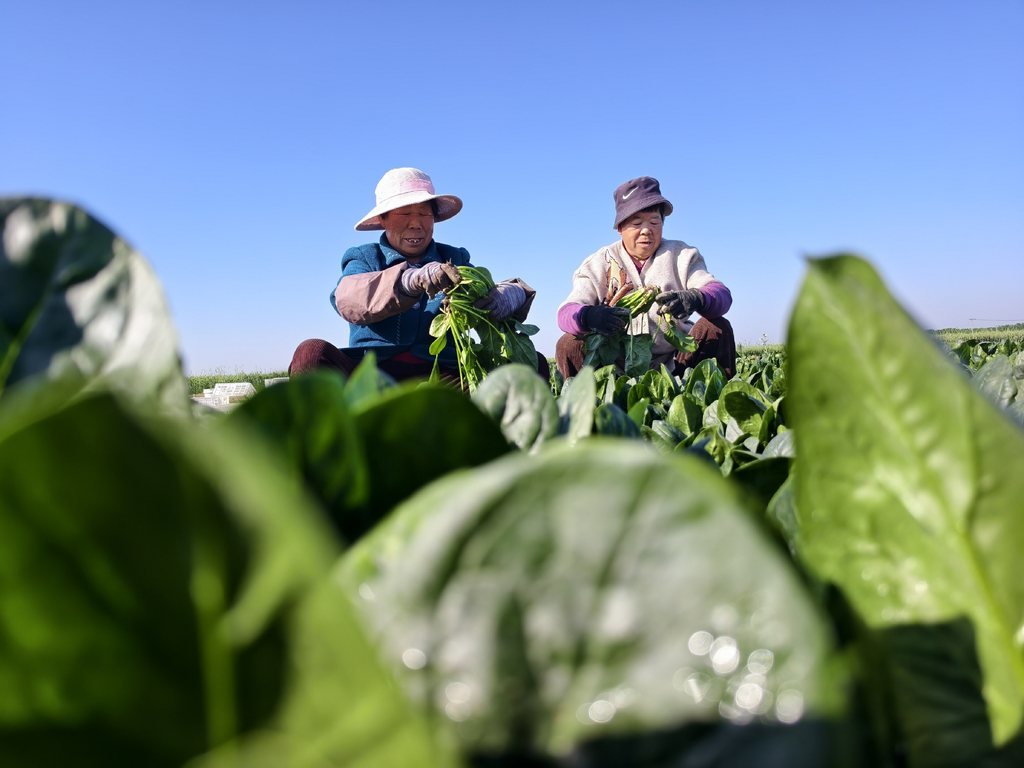 5月4日，在河北省石家庄正定县南楼乡完民庄村蔬菜种植基地，农民正忙着采收菠菜。.jpg