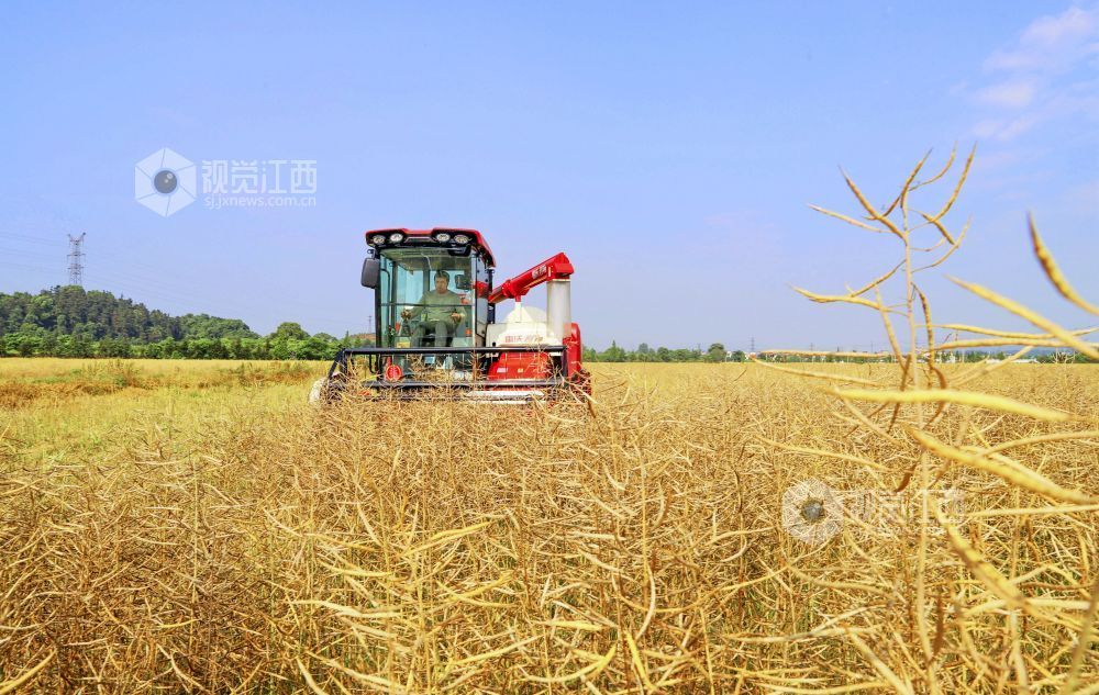 江西新余：夏收正当时 油菜收割忙（图）