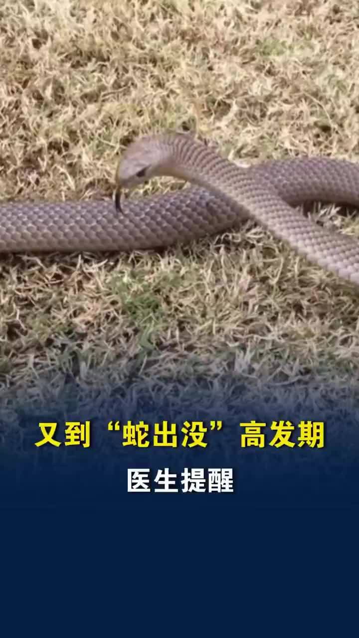 又到蛇出没高发期