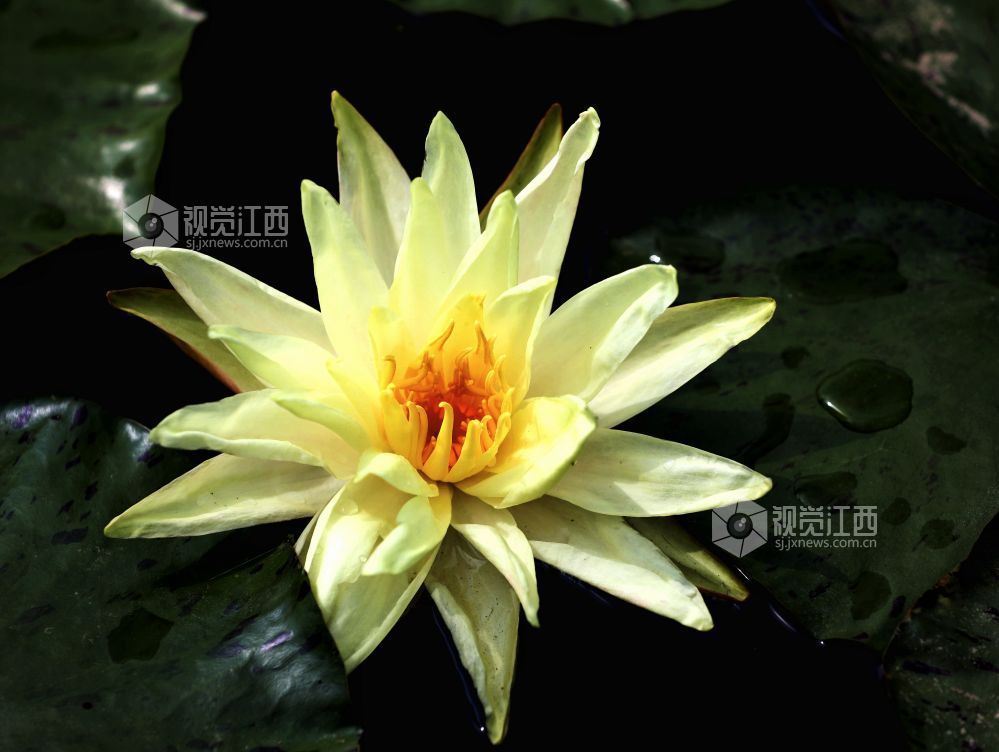 江西分宜：初夏至 睡莲开（图）
