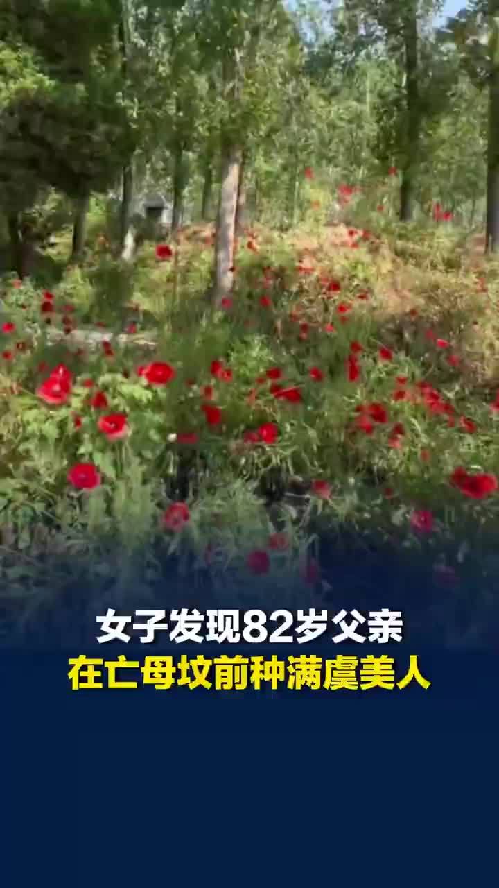 一辈子一对人！82岁老人在亡妻坟前种满虞美人：老一辈人表达情感的寻常方式