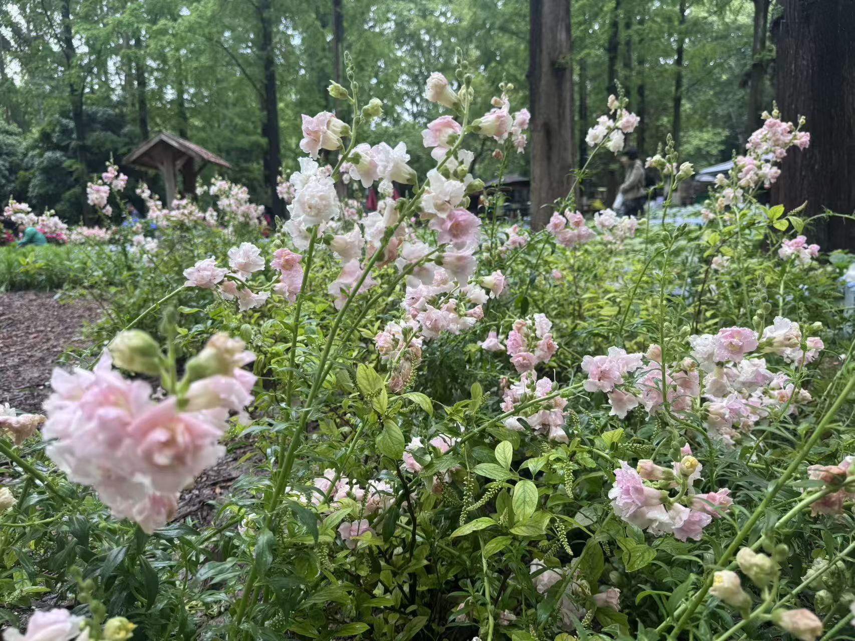 春日花事:2026年南京中山植物园花展全攻略