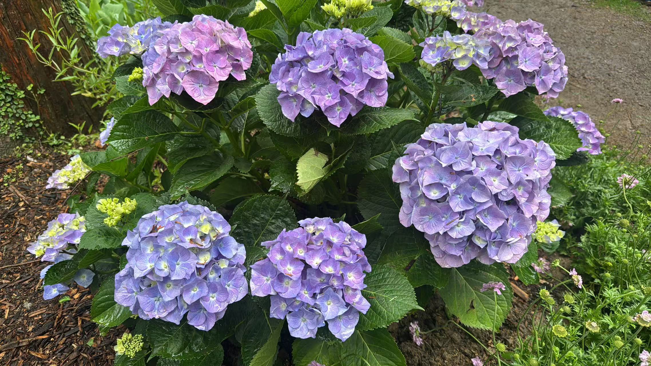 春日花事:2026年南京中山植物园花展全攻略