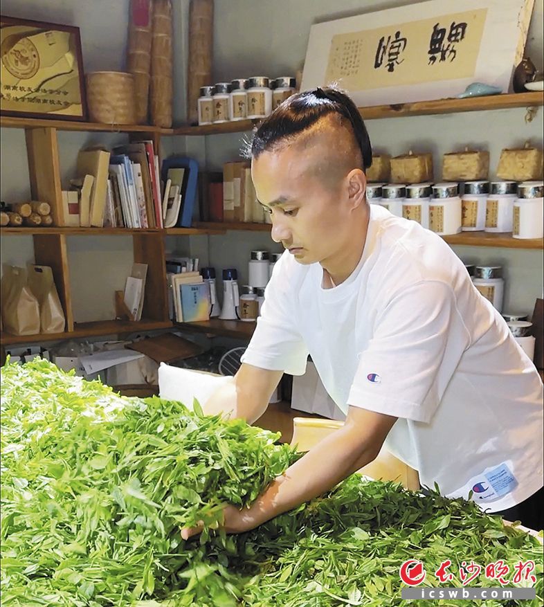 在岳麓山上采茶、制茶的袁忠诚。