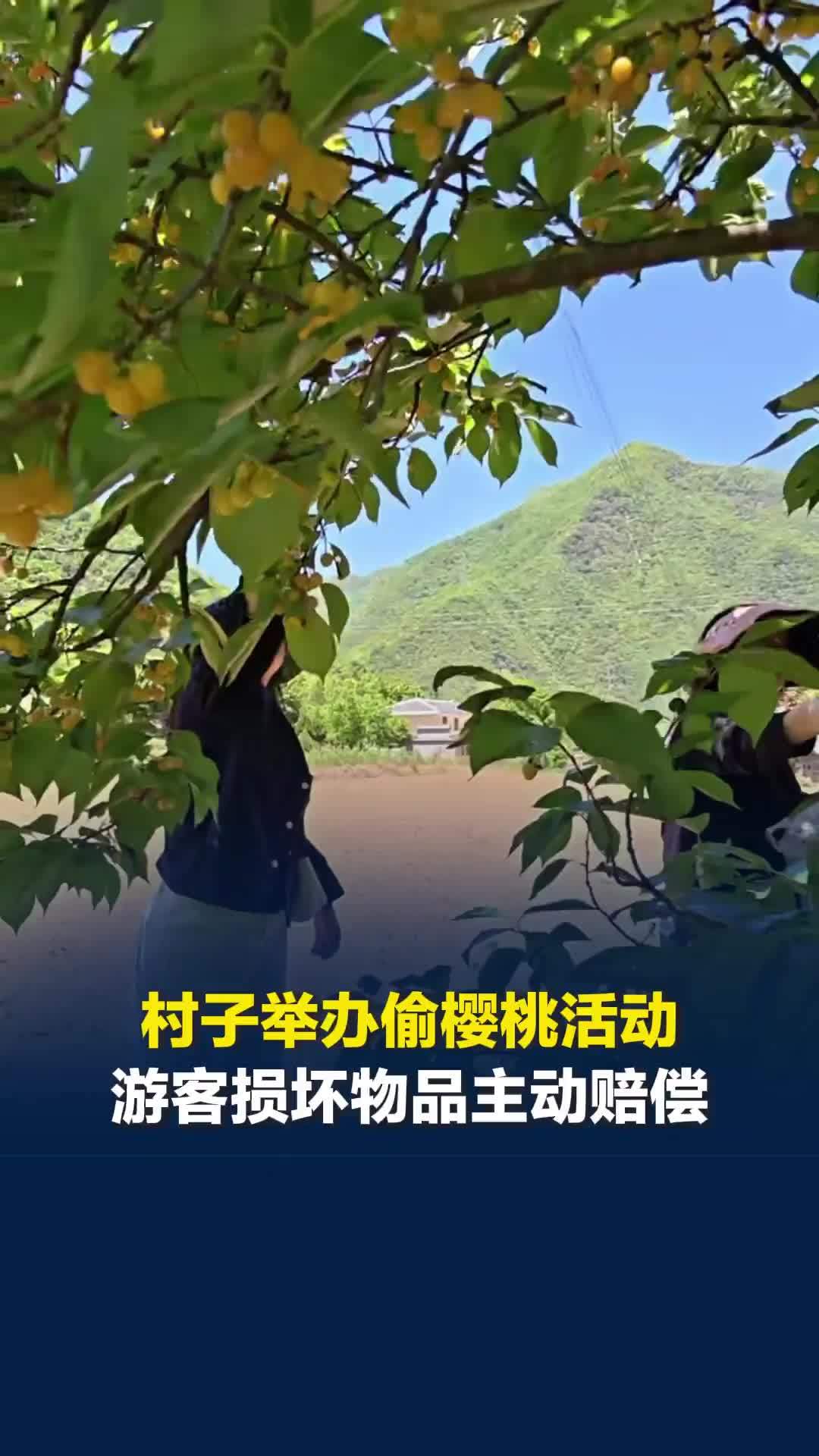 双向奔赴！陕西一村免费偷樱桃，游客孩子损坏村民物品主动赔偿，村里退款未果后送礼物