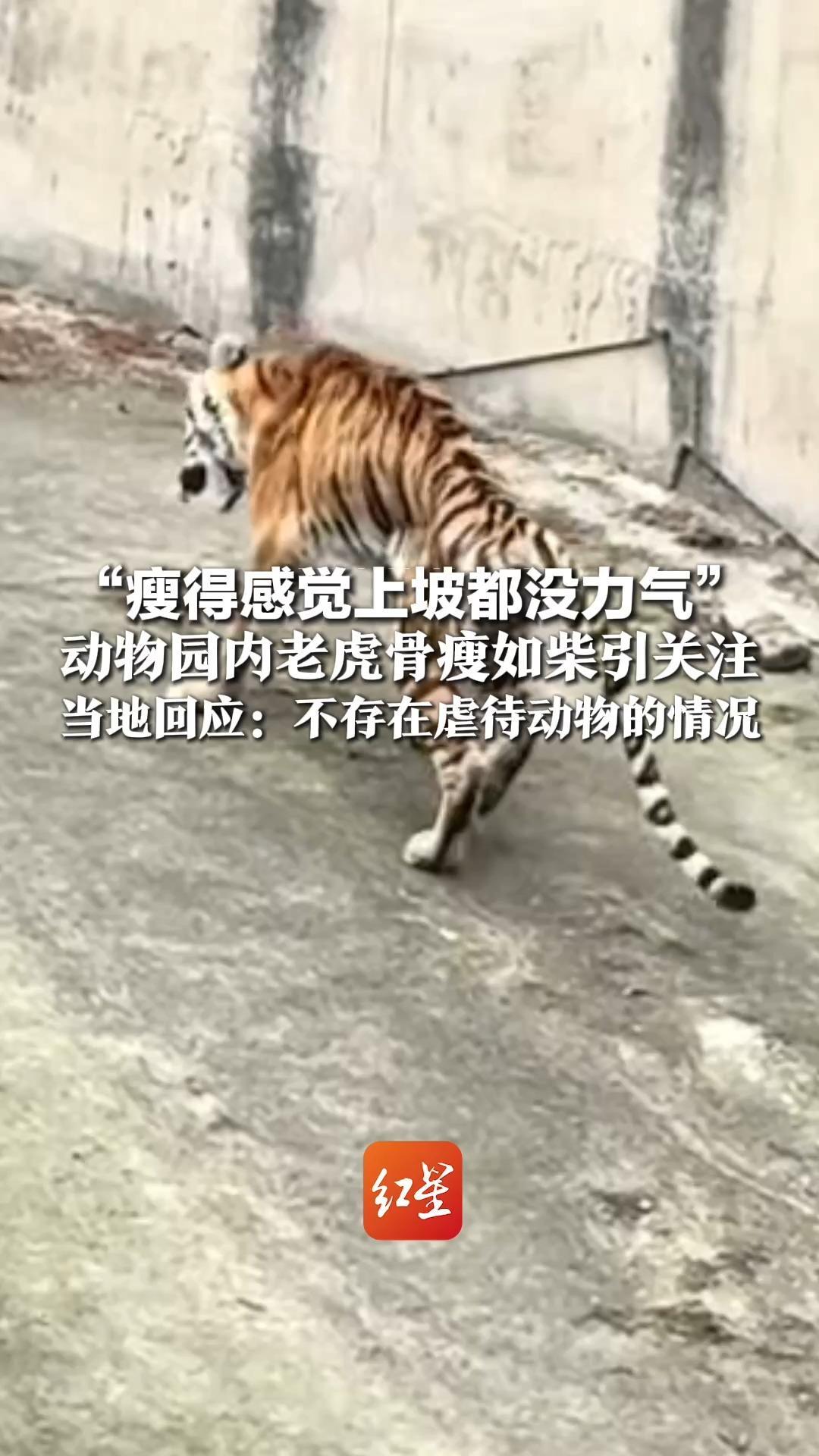 “瘦得感觉上坡都没力气”动物园内老虎骨瘦如柴引关注 当地回应：不存在虐待动物的情况“就是岁数大了，不怎么进食”