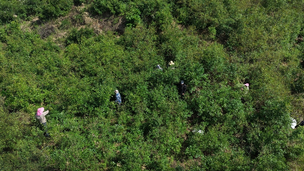 鲁山县：柞蚕生产进入关键管护期 科学养殖筑牢丰收根基