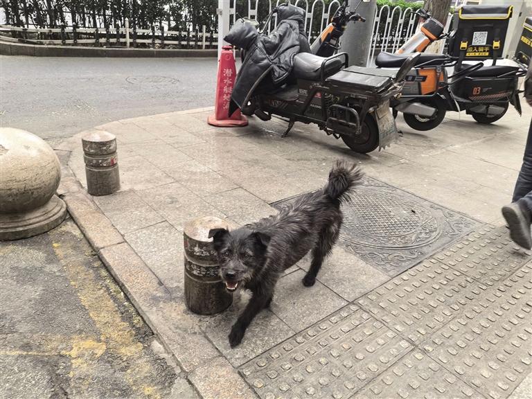 静安门社区的流浪狗