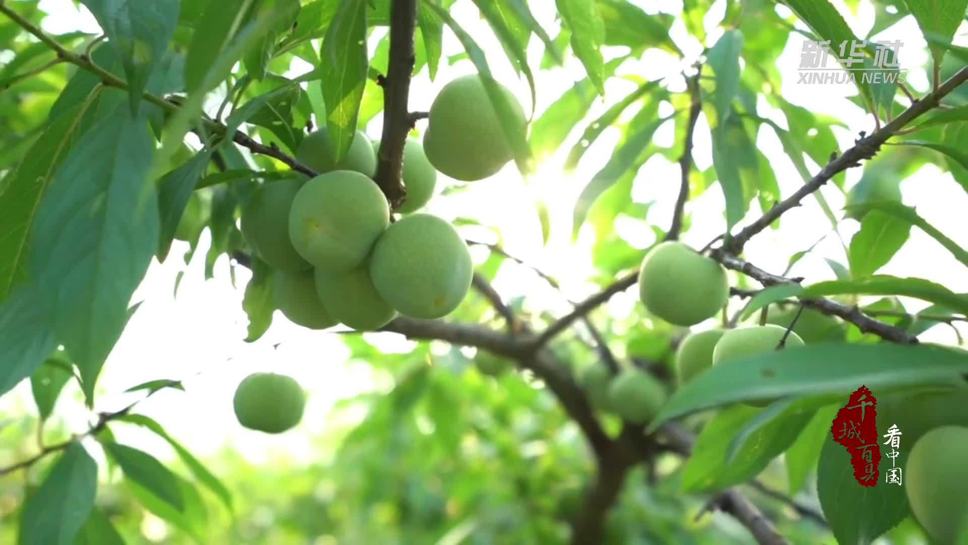 千城百县看中国｜福建长泰：桃李芬芳采摘忙