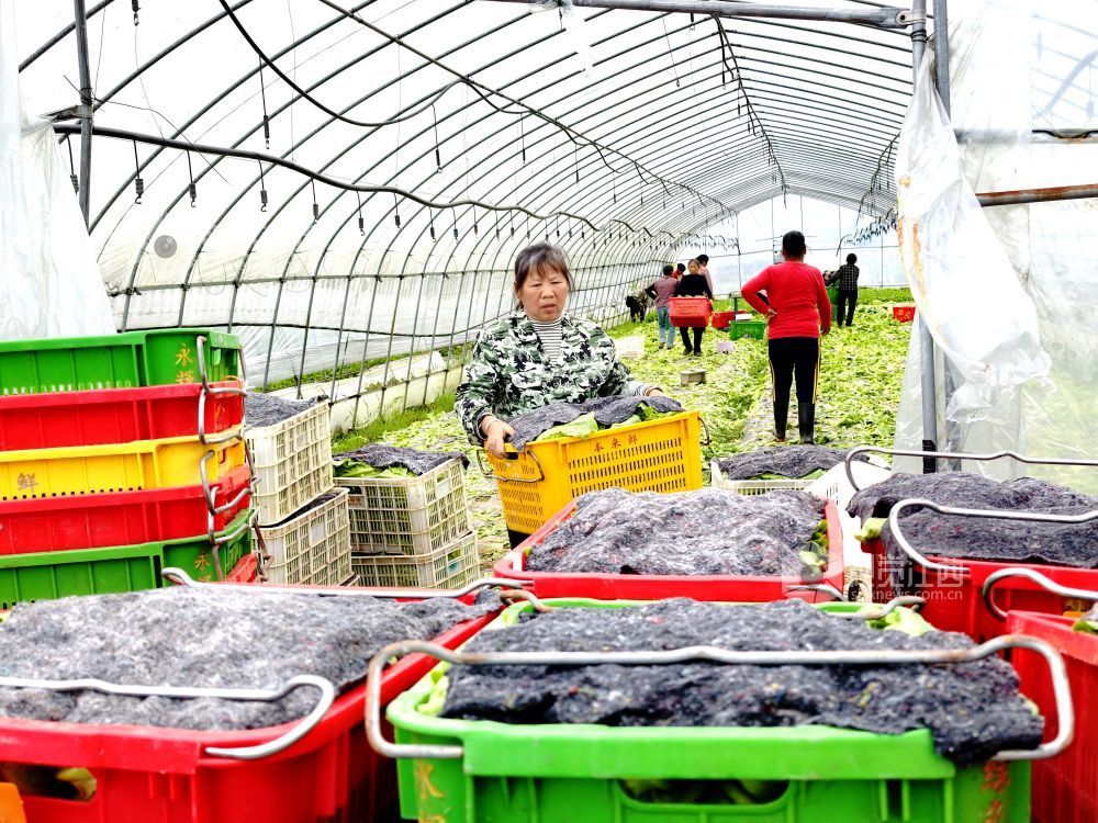 江西分宜：大棚蔬菜采收忙（图）