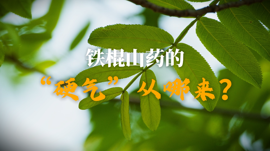 铁棍山药的“硬气”从哪来？