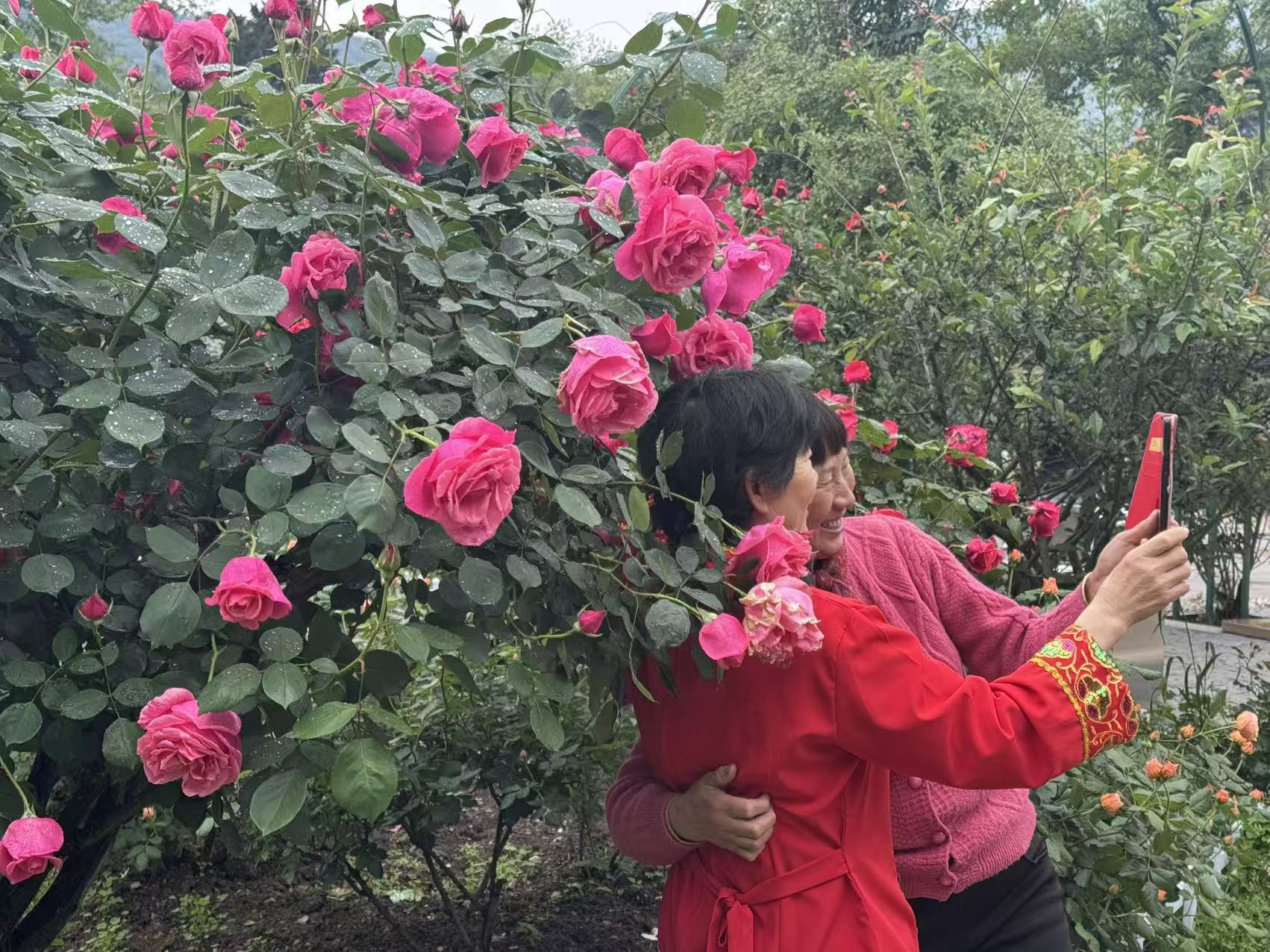 春日花事:2026年南京中山植物园花展全攻略