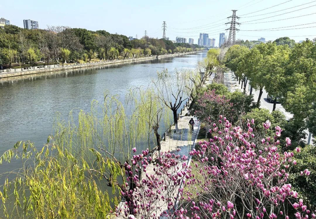 最良江畔玉兰花柳树。黄静波.jpg