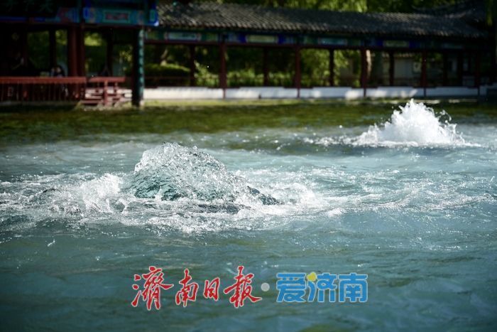 一年四季 泉在济南丨五泉齐涌如梅绽,清照故里韵悠长