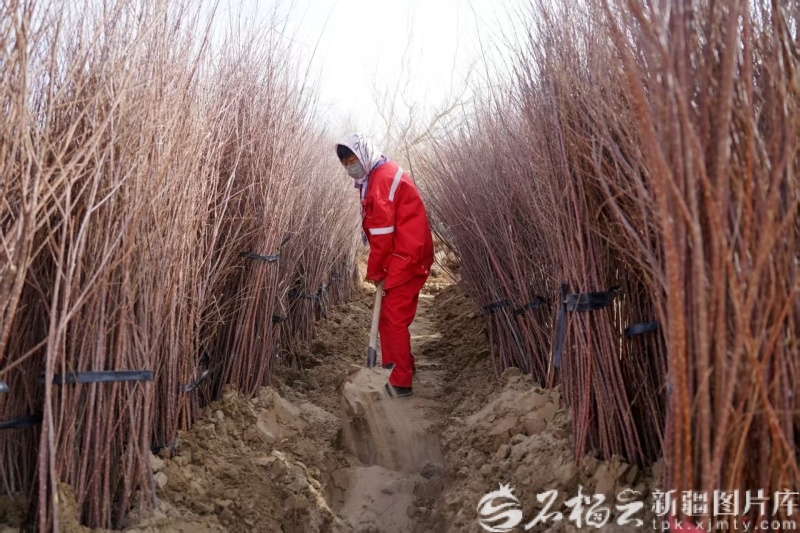 4月22日，一位工人在挖沟补植苗木。王涛摄