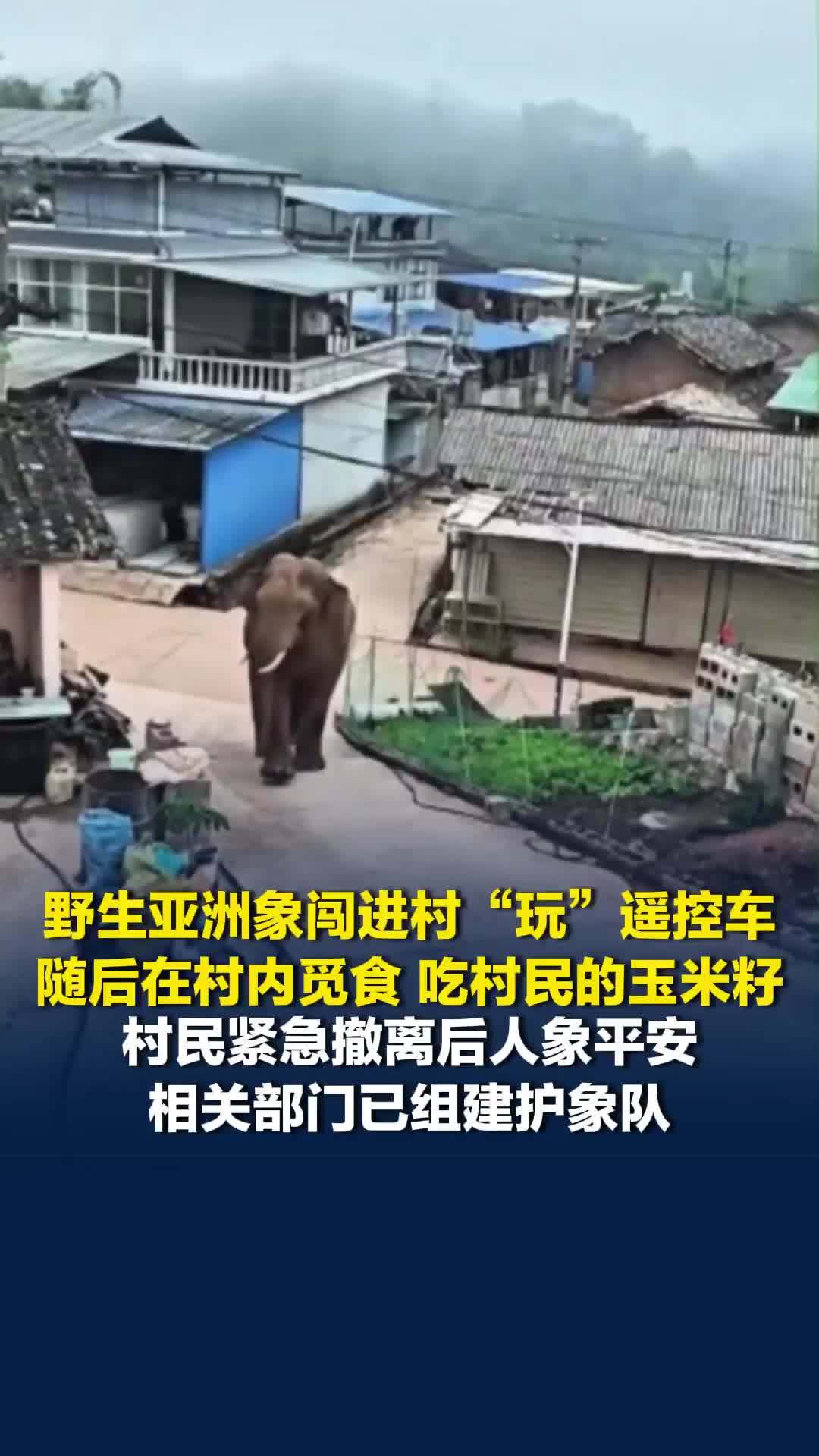 大象也贪玩？一头野生亚洲象闯进云南一村子“玩”遥控车，还四处觅食，村民紧急避险