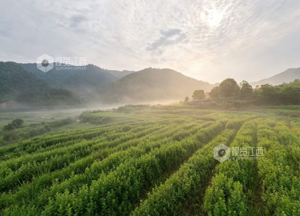5月4日，江西省吉安市永新县烟阁乡艾草种植基地，长势喜人的艾草沐浴在晨光中。