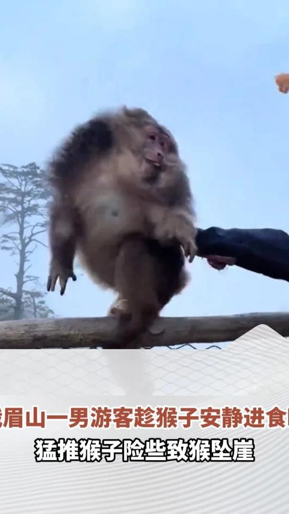 峨眉山一男游客趁猴子安静进食时，悄悄靠近猛推猴子险些致猴坠崖，工作人员：景区林业部门正在调查