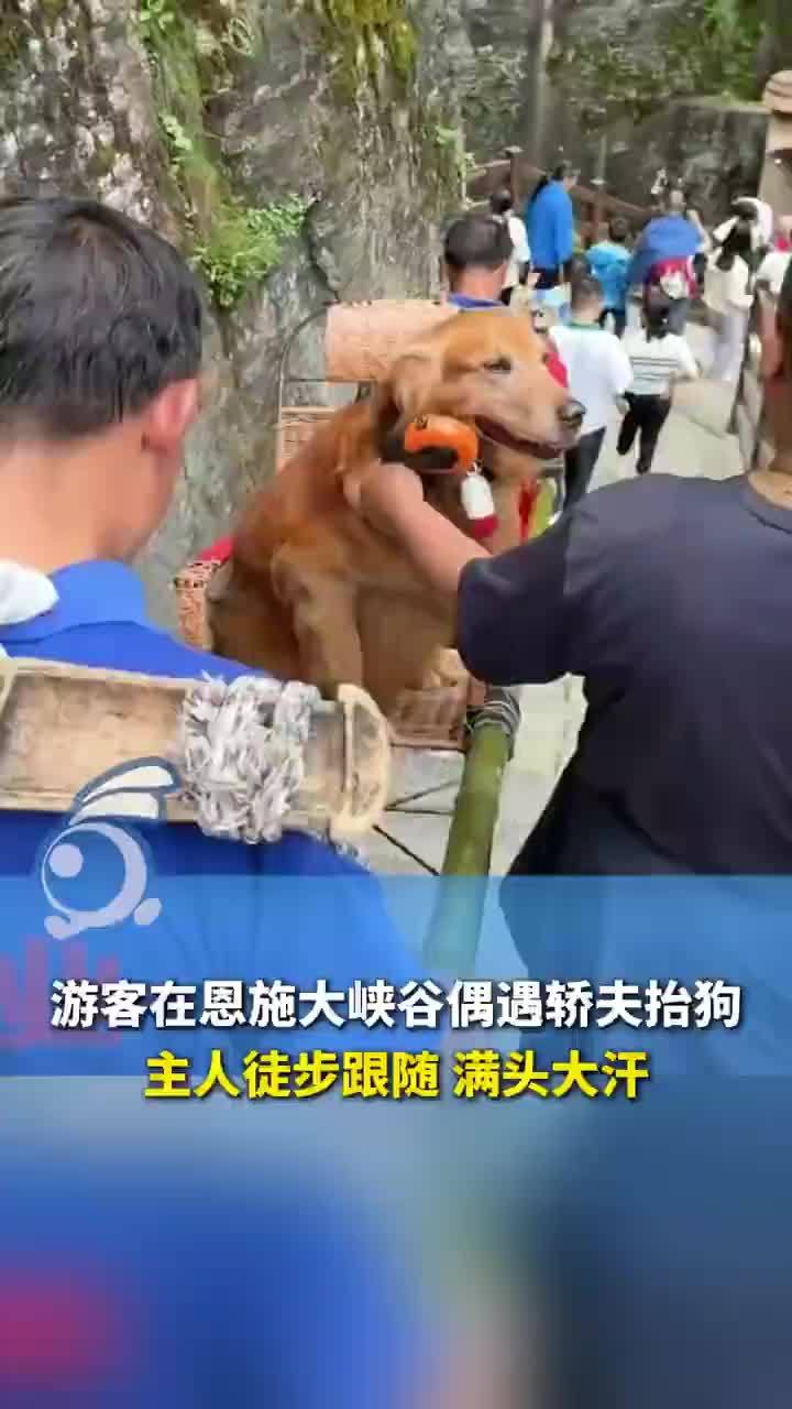 轿夫抬狗爬山主人徒步跟随：金毛犬游玩时体力不支