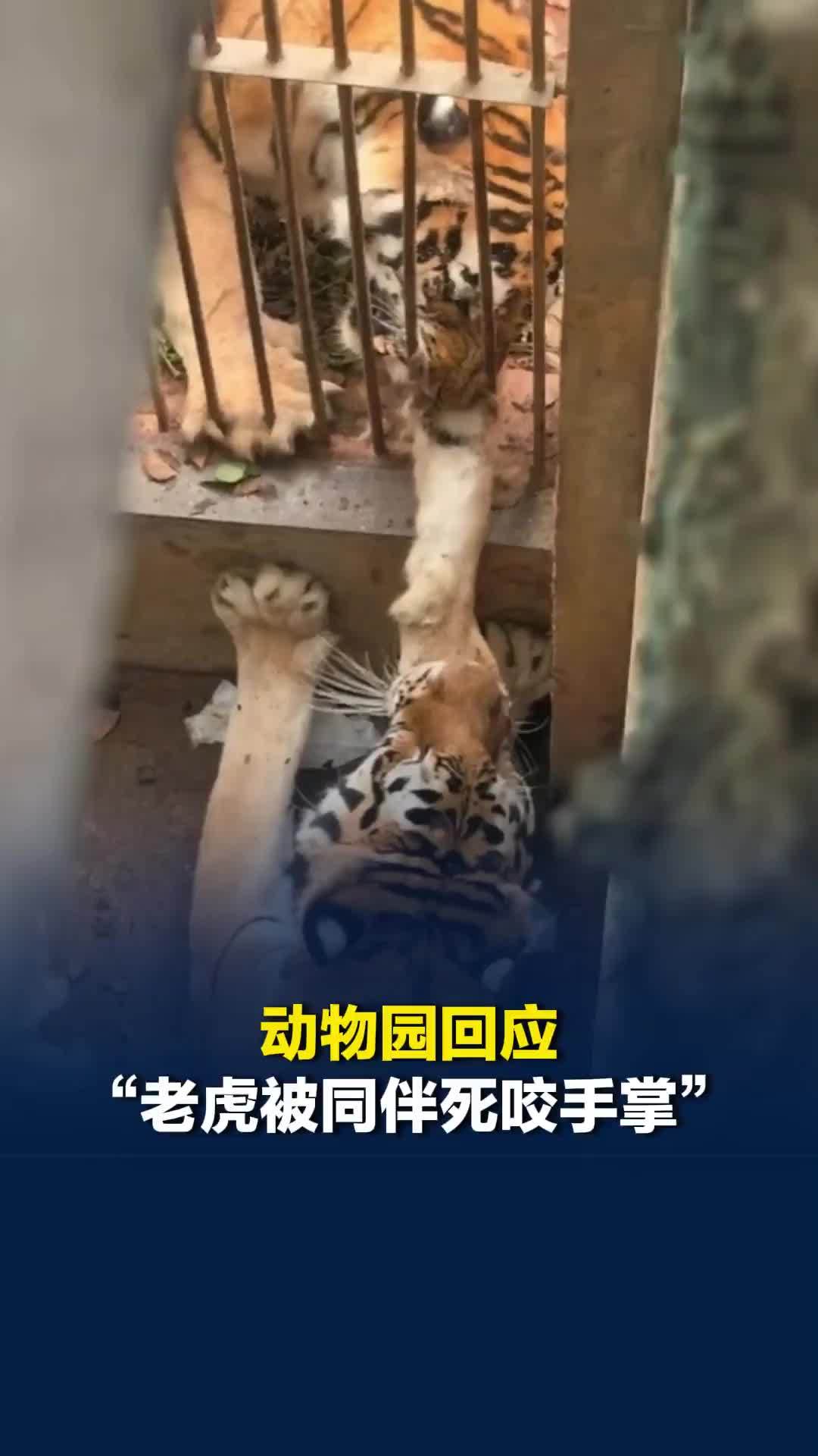 动物园回应“老虎被同伴死咬手掌”：正值发情期，老虎领地意识极强，已为受伤老虎消毒
