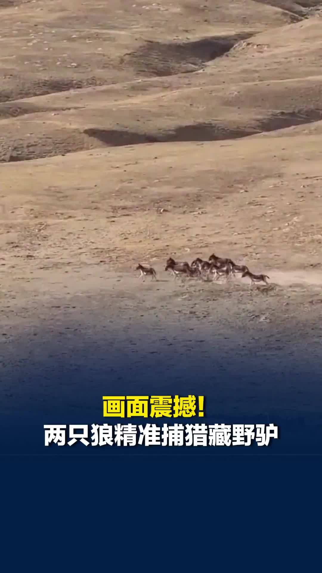 画面震撼！青海高原上两只狼精准捕猎藏野驴，拍摄者：土生土长几十年，头回见
