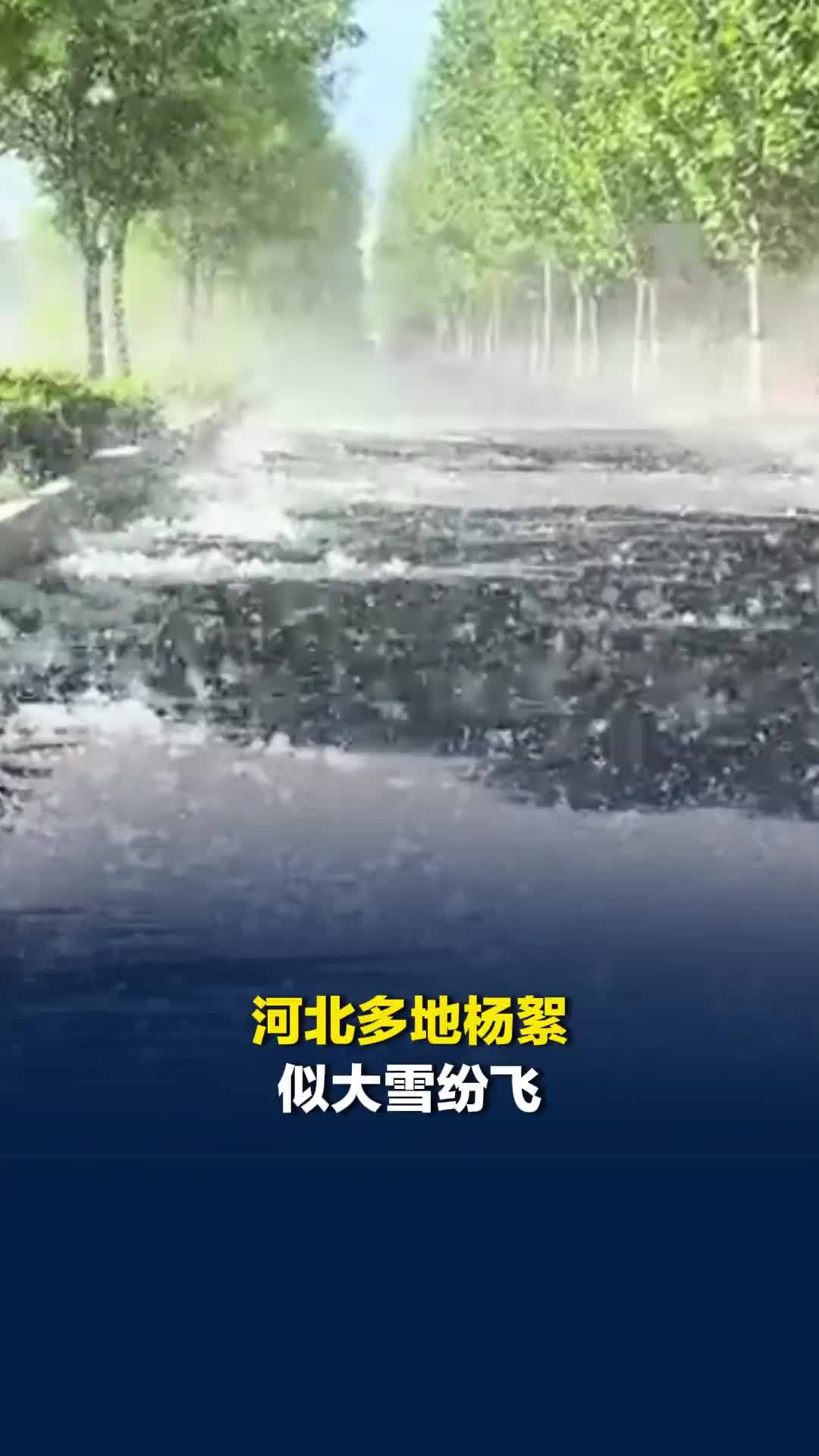 河北多地杨絮漫天似大雪纷飞，省绿办：多年前曾定下治理时间表