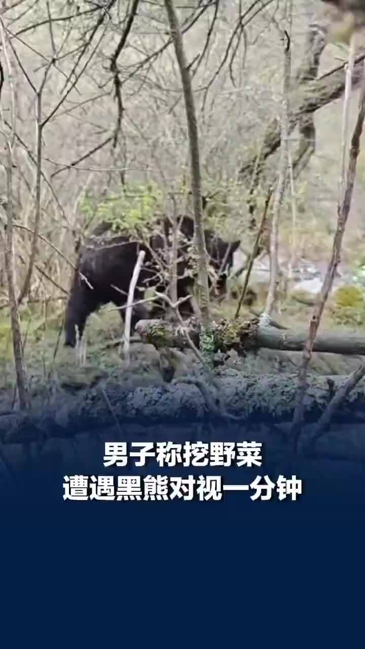男子称挖野菜遭遇黑熊对视一分钟