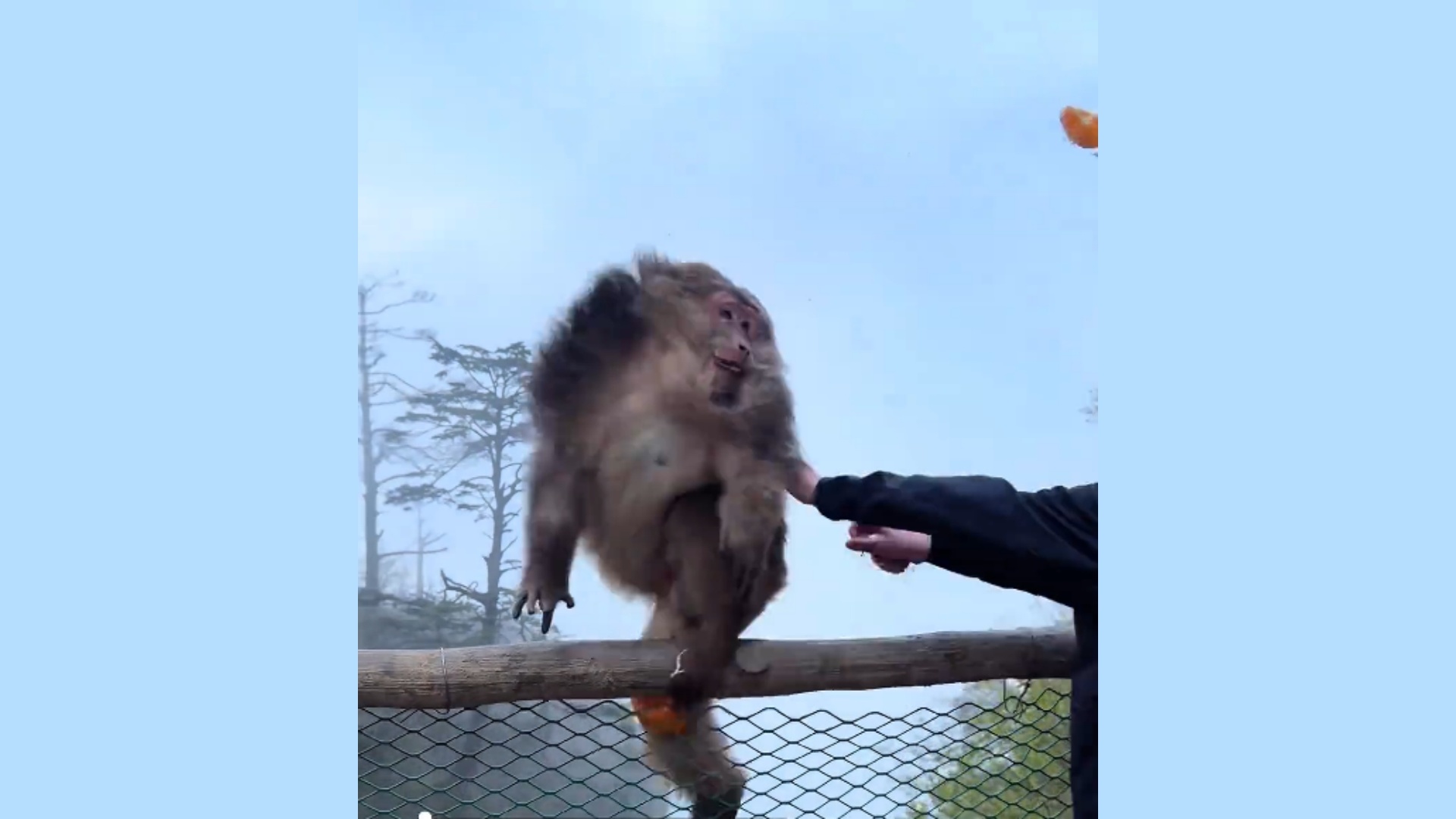 峨眉山猴子在悬崖边进食，男子突然伸手将猴子往外猛推，景区回应：多部门正介入调查