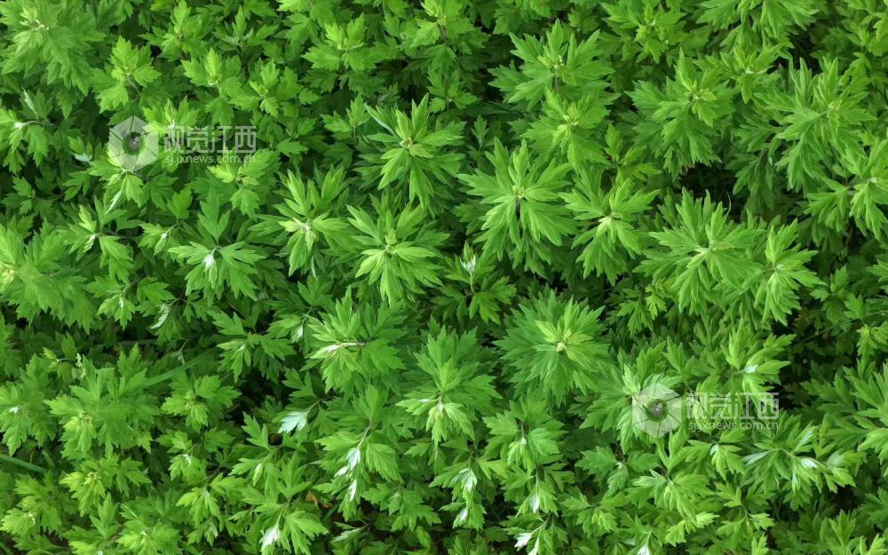 5月4日，江西省吉安市永新县烟阁乡艾草种植基地，艾草叶片纹理清晰，长势良好。