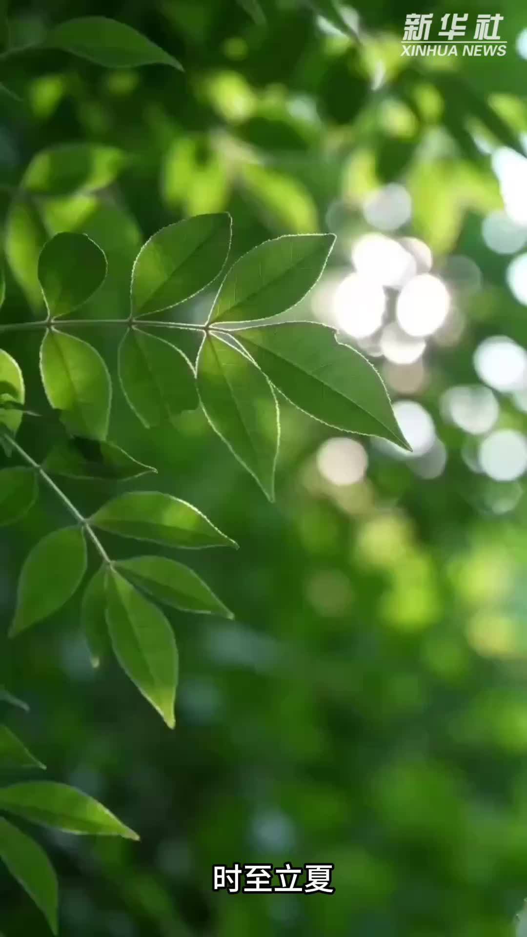 科画｜夏日草木清，护眼益安神