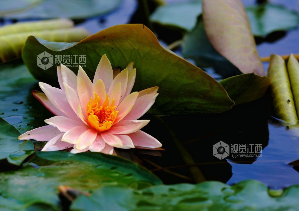 江西分宜：初夏至 睡莲开（图）