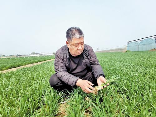 3月24日，河北蕾邦种业有限公司农业技术推广研究员贾现民查看“蕾麦118”分蘖情况。本报记者 李冬云摄