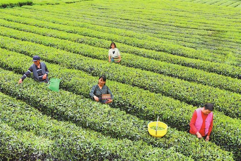 时值初夏，茶农在康县阳坝镇梅园沟生态茶园采摘夏茶。新甘肃&middot;甘肃日报通讯员　马步虎