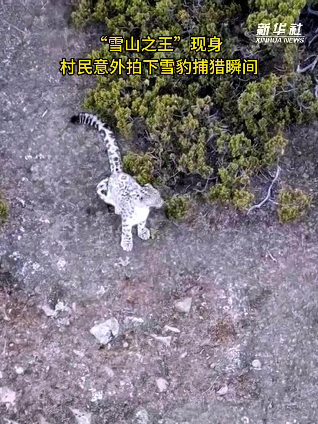 “雪山之王”现身  村民意外拍下雪豹捕猎瞬间