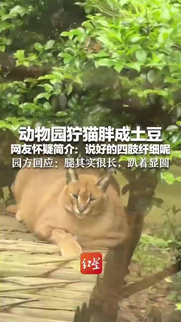 动物园狞猫胖成土豆园方称趴着显圆