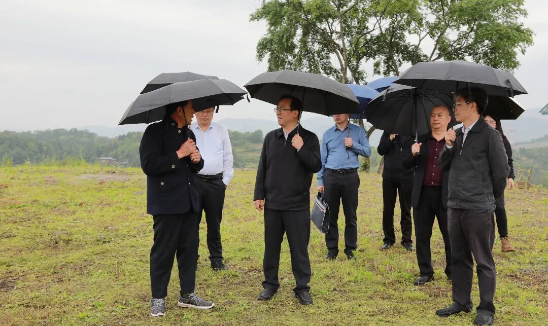 5月8日,柏家镇伍通村,周恩海了解中药材种植规模、技术管理、市场销路和带动增收情况。.jpg