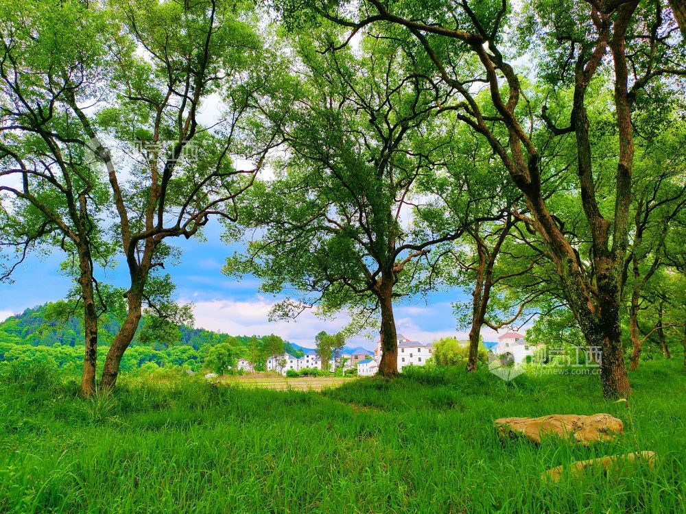 连片古樟郁郁葱葱，与村庄相映成景。