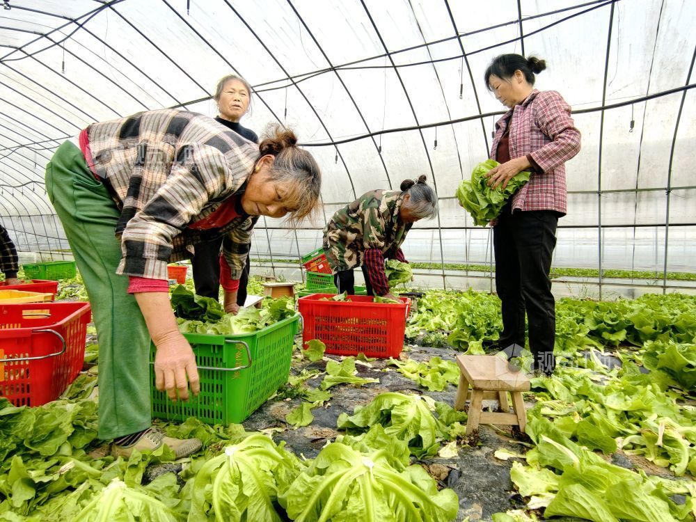 江西分宜：大棚蔬菜采收忙（图）