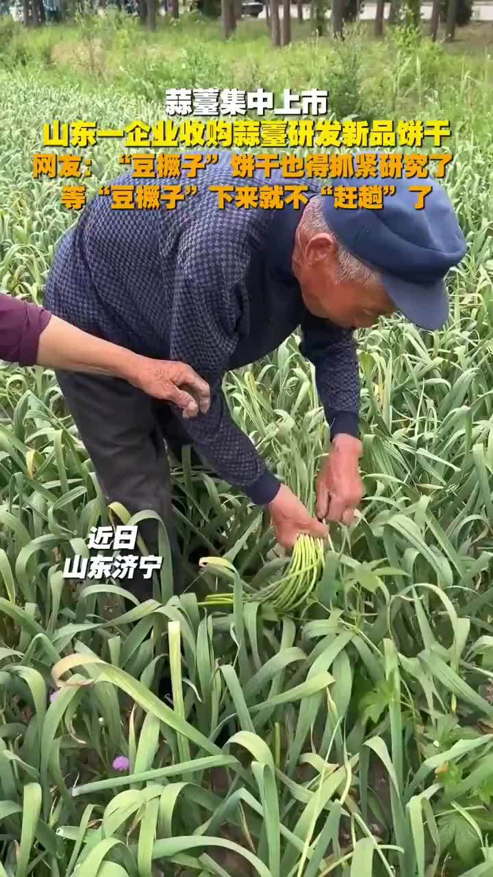 蒜薹饼干要来了