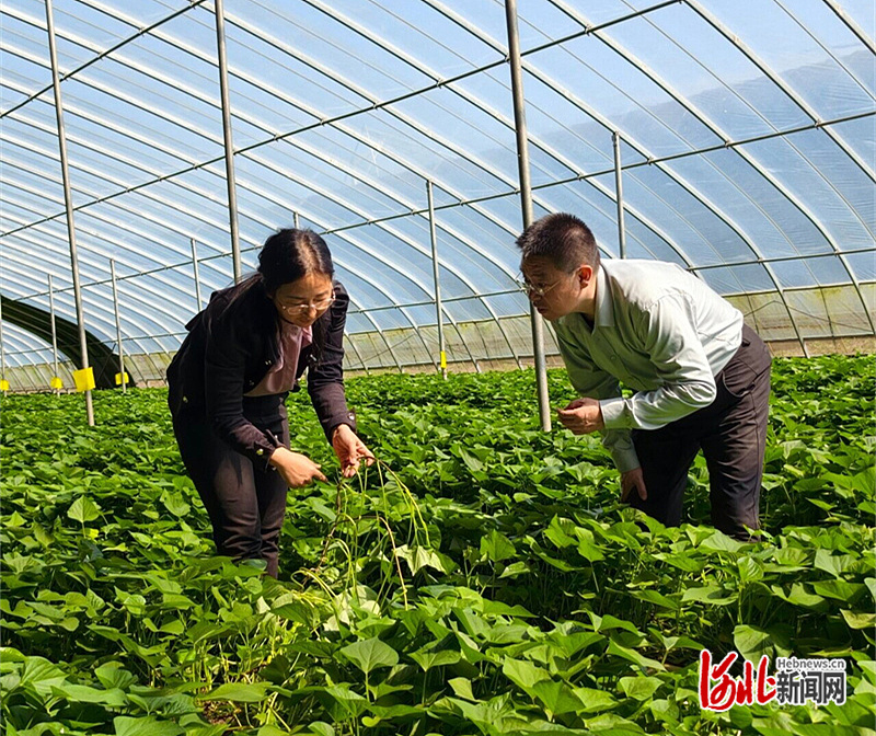 新闻纵深｜六博士联手给红薯产业来场“全科会诊”(图3)